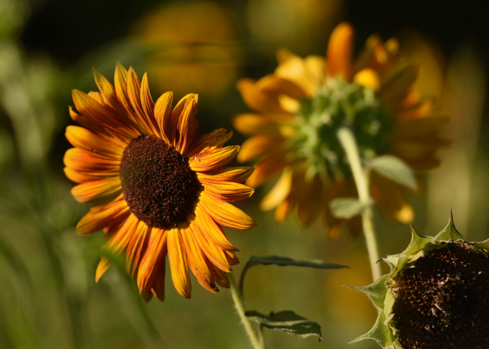 Cutting flowers